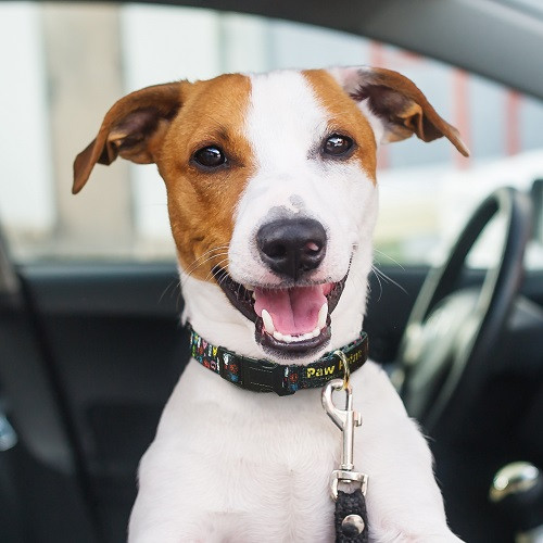 Amigo Dog Collar 