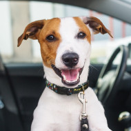 Amigo Dog Collar 