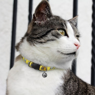 Amigo Pet Collar 