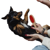 Pin and Bristle Pet Brush 