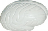 Stress Brain